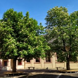 Neue Rundbänke im Pausenhof