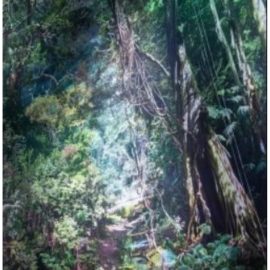 Einladung zur Führung: „Amazonien – Faszination Regenwald“